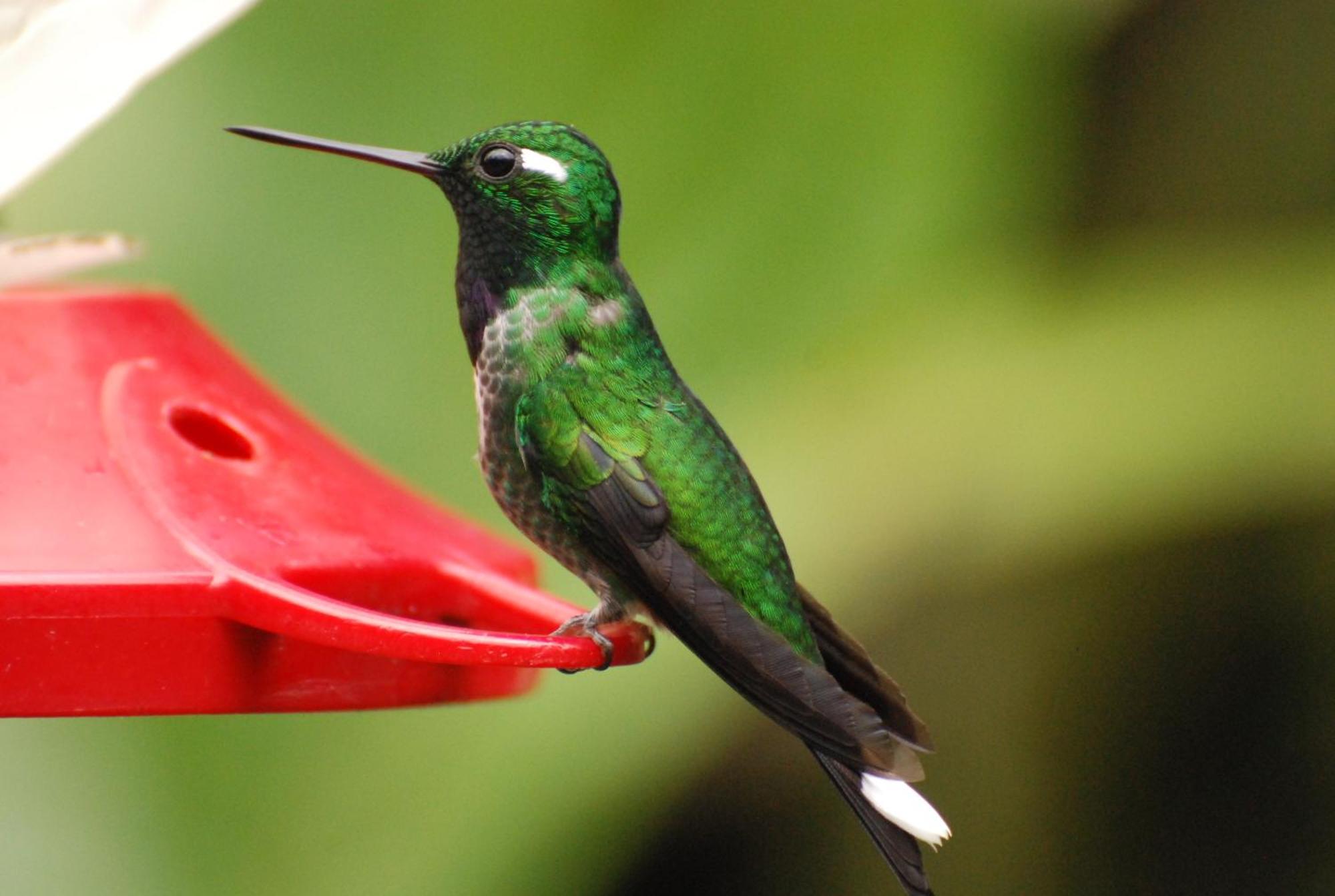 Bellavista Cloud Forest Lodge & Private Protected Area Tandayapa Exterior foto