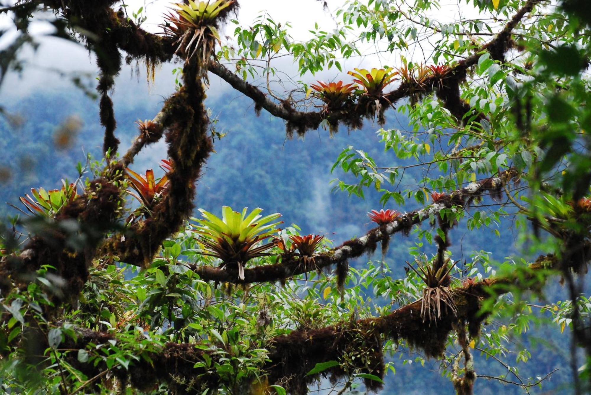 Bellavista Cloud Forest Lodge & Private Protected Area Tandayapa Exterior foto